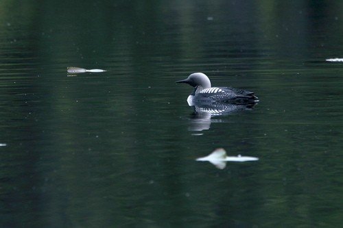 Pacific loon. Photo by Bryan J Smith. All rights reserved.