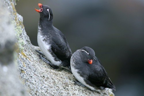 Parakeet auklets. Photo by Bryan J Smith. All rights reserved.