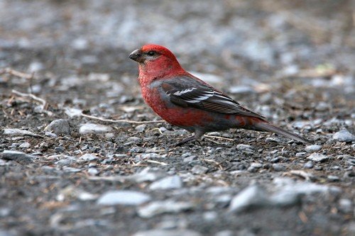 Pine grosbeak. Photo by Bryan J Smith. All rights reserved.