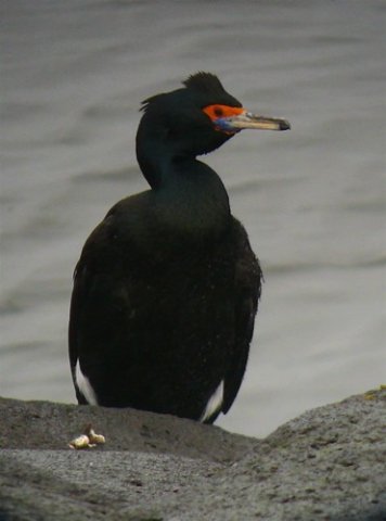 Red-faced cormorant. Photo by Rick Taylor. Copyright Borderland Tours. All rights reserved.