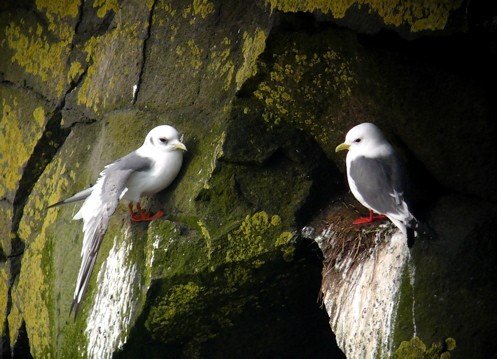Red-legged kittiwakes. Photo by Rick Taylor. Copyright Borderland Tours. All rights reserved.