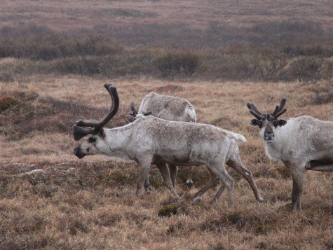 Reindeer. Photo by Rick Taylor. Copyright Borderland Tours. All rights reserved.