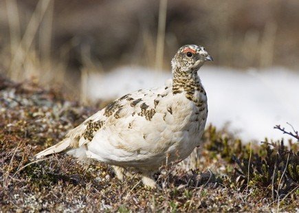 Rock ptarmigan. Photo by Dave Kutilek. All rights reserved.