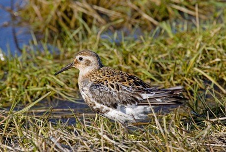 Rock sandpiper the most abundant shorebird on st paul island. Photo by Dave Kutilek. All rights reserved.