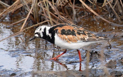 Ruddy turnstone in full breeding plumage. Photo by Dave Johnson. All rights reserved.