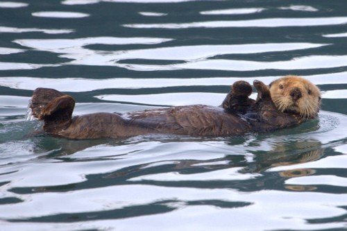 Sea otter. Photo by Adam Riley. All rights reserved.