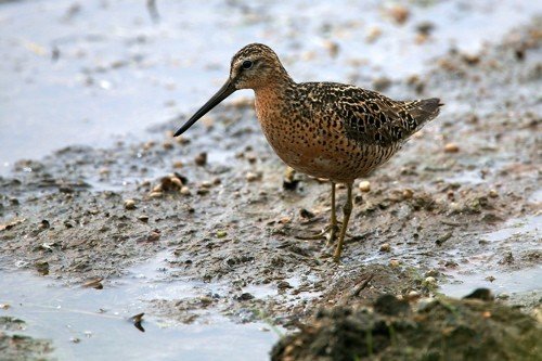 Short-billed dowitcher. Photo by Bryan J Smith. All rights reserved.