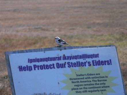 Snow bunting. Photo by Rick Taylor. Copyright Borderland Tours. All rights reserved.