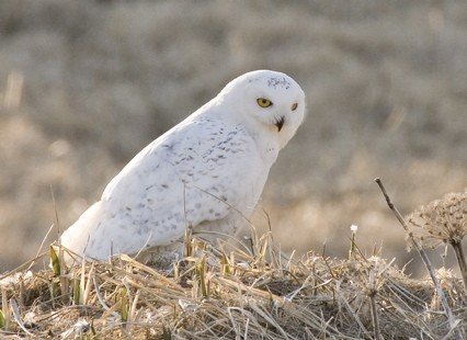 Snowy owl on st paul. Photo by Dave Kutilek. All rights reserved.