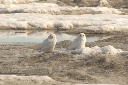 Snowy owls at point barrow. Photo by Adam Riley. All rights reserved.