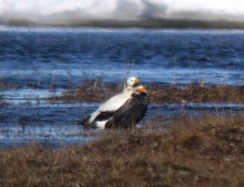 Spectacled eider barrow. Photo by Rick Taylor. Copyright Borderland Tours. All rights reserved.