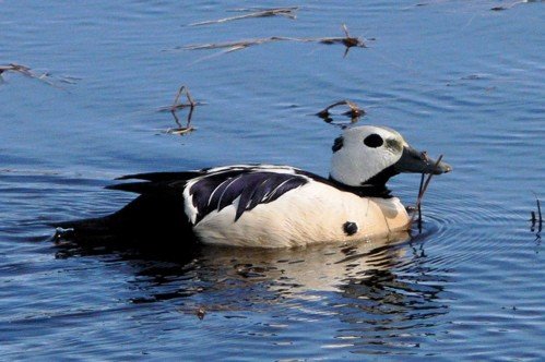 Stellers eider. Photo by Rick Taylor. Copyright Borderland Tours. All rights reserved.