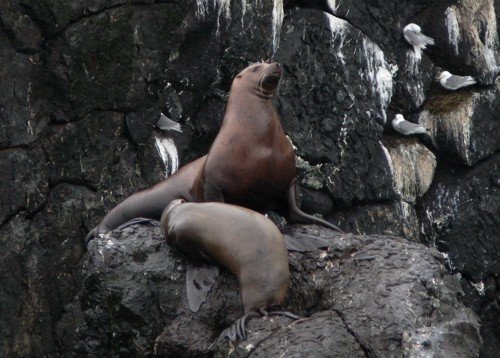 Stellers sea lions. Photo by Rick Taylor. Copyright Borderland Tours. All rights reserved.