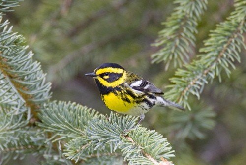 Townsends warbler. Photo by Dave Kutilek. All rights reserved.
