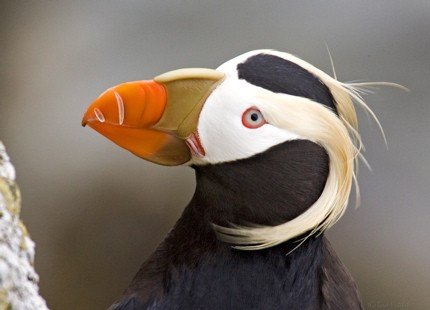 Tufted puffin. Photo by Dave Kutilek. All rights reserved.