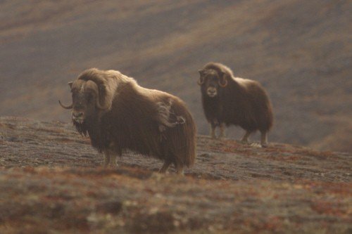 Two musk ox at nome. Photo by Adam Riley. All rights reserved.
