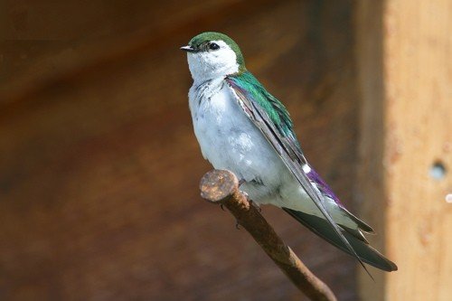 Violet-green swallow. Photo by Bryan J Smith. All rights reserved.