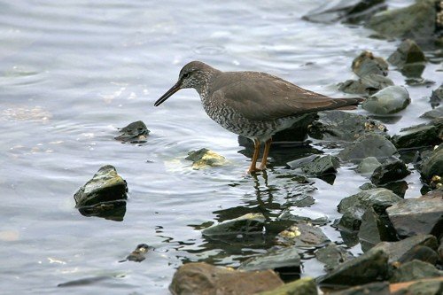 Wandering tattler on resurrection bay. Photo by Bryan J Smith. All rights reserved.