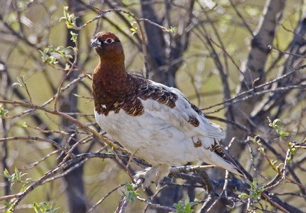 Willow ptarmigan. Photo by Dave Kutilek. All rights reserved.