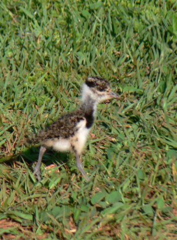 Baby southern lapwing. Photo by Rick Taylor. Copyright Borderland Tours. All rights reserved. 201