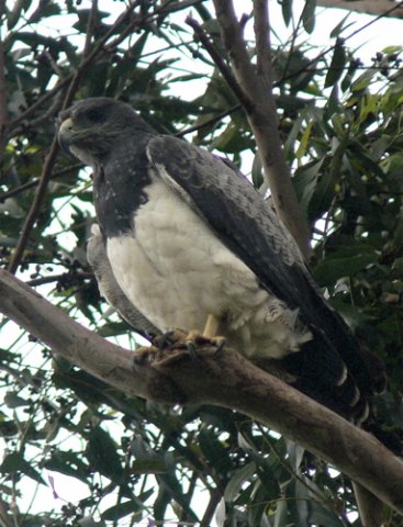 Black-chested buzzard-eagle. Photo by Rick Taylor. Copyright Borderland Tours. All rights reserved. 201