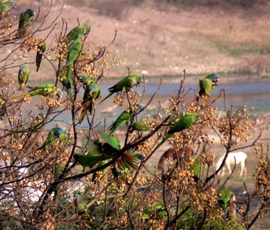 Blue-crowned parakeets. Photo by Rick Taylor. Copyright Borderland Tours. All rights reserved. 201