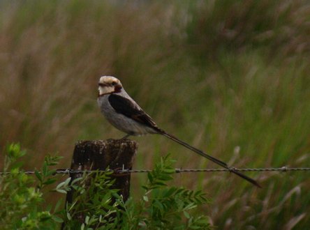 Streamer-tailed tyrant. Photo by Rick Taylor. Copyright Borderland Tours. All rights reserved. 201