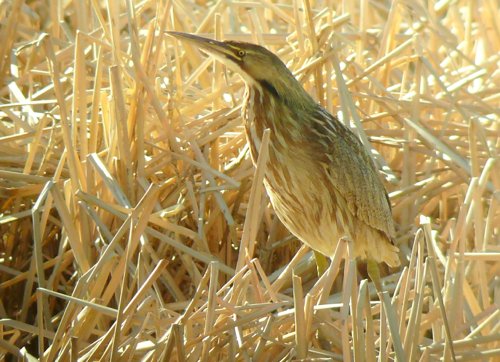 American bittern. Photo by Rick Taylor. Copyright Borderland Tours. All rights reserved.