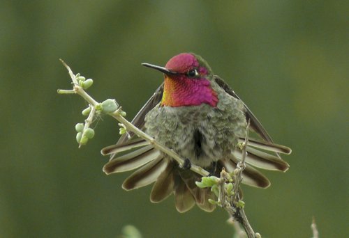 Annas hummingbird. Photo by Rick Taylor. Copyright Borderland Tours. All rights reserved.