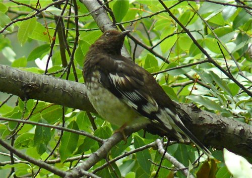 Aztec thrush. Photo by Rick Taylor. Copyright Borderland Tours. All rights reserved.