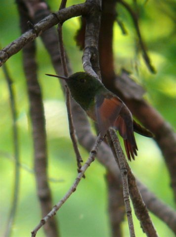 Berylline hummingbird. Photo by Rick Taylor. Copyright Borderland Tours. All rights reserved.