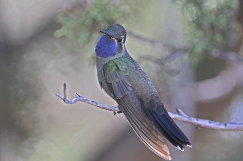 Blue-throated hummingbird. Photo by C Alan Morgan. All rights reserved.