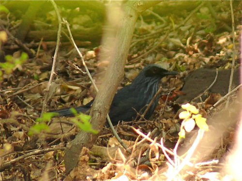 Blue mockingbird. Photo by Rick Taylor. Copyright Borderland Tours. All rights reserved.
