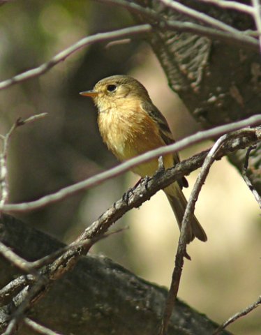 Buff-breasted flycatcher. Photo by Rick Taylor. Copyright Borderland Tours. All rights reserved.