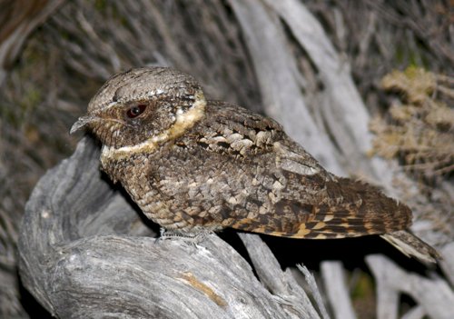 Buff-collared nightjar. Photo by Rick Taylor. Copyright Borderland Tours. All rights reserved. 