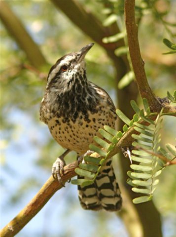 Cactus wren. Photo by Rick Taylor. Copyright Borderland Tours. All rights reserved. 