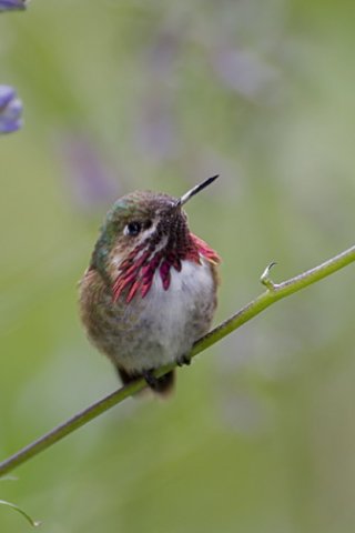 Calliope hummingbird. Photo by Bob Wenrick. All rights reserved.