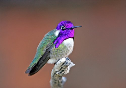 Costas hummingbird. Photo by C Alan Morgan. All rights reserved.