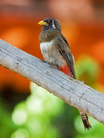 Female elegant trogon. Photo by Bob Wenrick. All rights reserved.