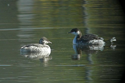 First winter  adult horned grebes. Photo by Rick Taylor. Copyright Borderland Tours. All rights reserved.