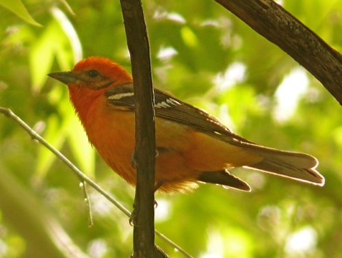 Flame-colored tanager. Photo by Rick Taylor. Copyright Borderland Tours. All rights reserved. 