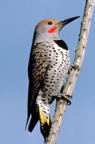 Gilded flicker. Photo by C Alan Morgan. All rights reserved.