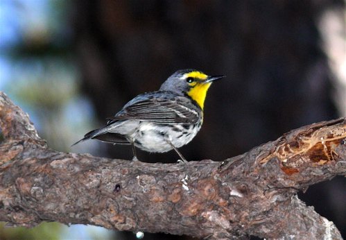 Graces warbler. Photo by Rick Taylor. Copyright Borderland Tours. All rights reserved.