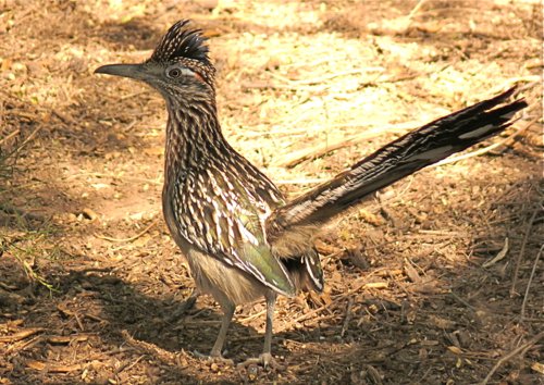 Greater roadrunner. Photo by Rick Taylor. Copyright Borderland Tours. All rights reserved. 