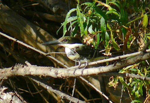 Green kingfisher. Photo by Rick Taylor. Copyright Borderland Tours. All rights reserved. 