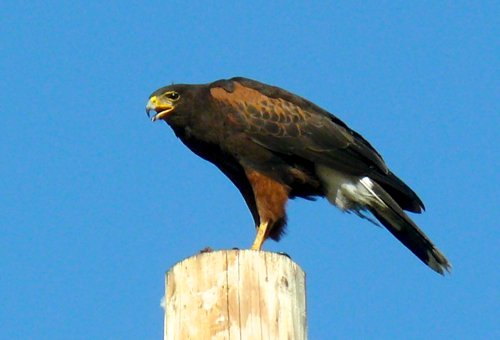 Harriss hawk. Photo by Rick Taylor. Copyright Borderland Tours. All rights reserved.