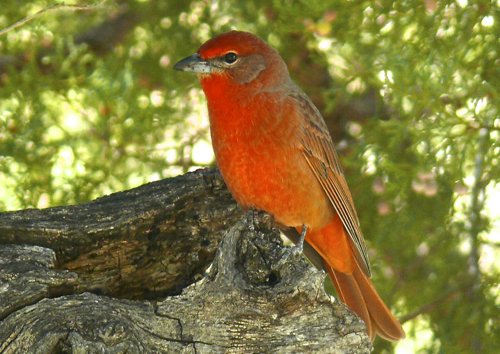 Hepatic tanager. Photo by Rick Taylor. Copyright Borderland Tours. All rights reserved. 