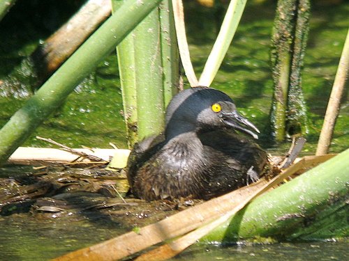 Least grebe. Photo by Rick Taylor. Copyright Borderland Tours. All rights reserved.