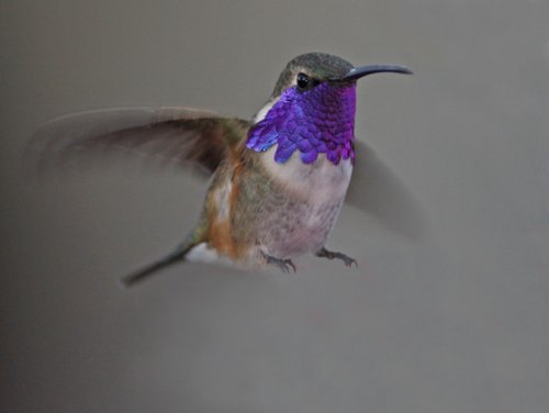 Lucifer hummingbird. Photo by C Alan Morgan. All rights reserved.