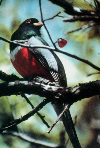 Male elegant trogon. Photo by Rick Taylor. Copyright Borderland Tours. All rights reserved.